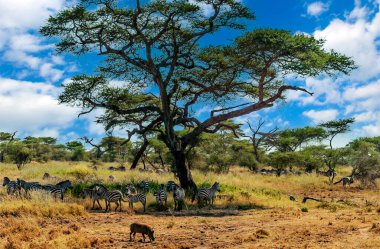 Tanzanya 'nın manzarasında gökyüzünde bulutlar olan acacialar.