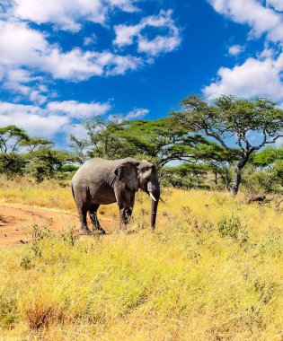 Tanzanya manzarasında filler