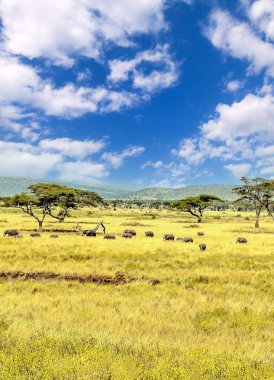 Tanzanya 'nın manzarasında gökyüzünde bulutlar olan acacialar.