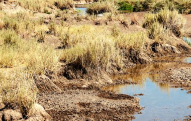 Tanzani 'nin doğal rezervlerinde bulutlu bir gökyüzünün altında