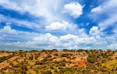 Arusha 'da pazar sahnesi. 