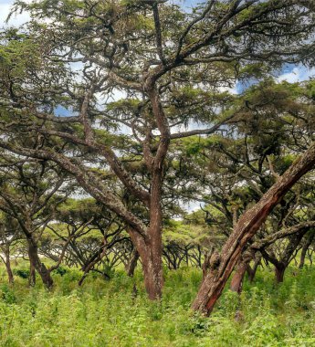 Tanzanya 'nın manzarasında gökyüzünde bulutlar olan acacialar.