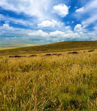 Arusha 'da pazar sahnesi. 