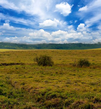 Tanzanya 'nın manzarasında gökyüzünde bulutlar olan acacialar.