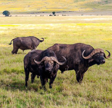 Tanzanya vadisinde bufalolar