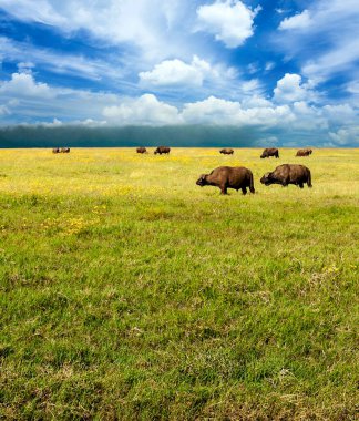 Tanzanya vadisinde bufalolar