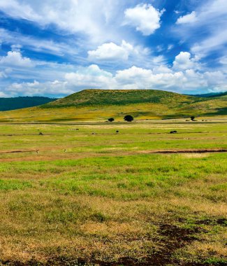 Arusha 'da pazar sahnesi. 