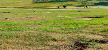 Arusha 'da pazar sahnesi. 