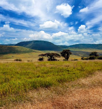 Arusha 'da pazar sahnesi. 