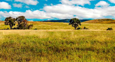 Tanzanya 'nın manzarasında gökyüzünde bulutlar olan acacialar.