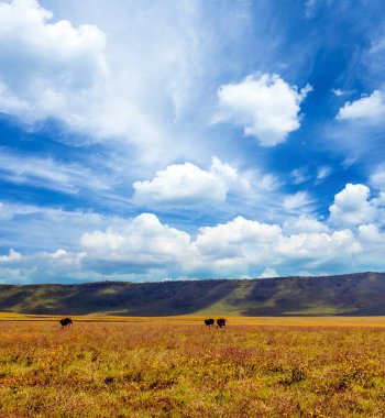Arusha 'da pazar sahnesi. 