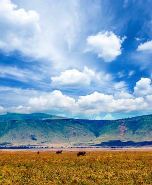 Arusha 'da pazar sahnesi. 