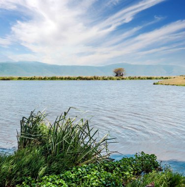 Tanzani 'nin doğal rezervlerinde bulutlu bir gökyüzünün altında