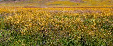 Arusha 'da pazar sahnesi. 