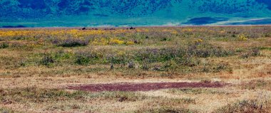 Arusha 'da pazar sahnesi. 