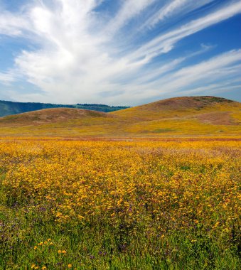 Arusha 'da pazar sahnesi. 