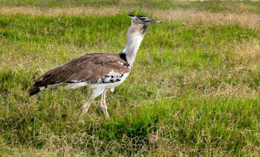 Tanzanya vadisinde pelikan