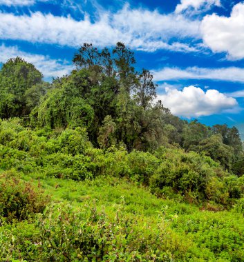 Arusha 'da pazar sahnesi. 