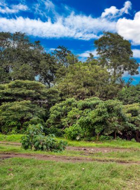 Tanzanya 'daki Ngorogoro vadisi bulutlu bir günde
