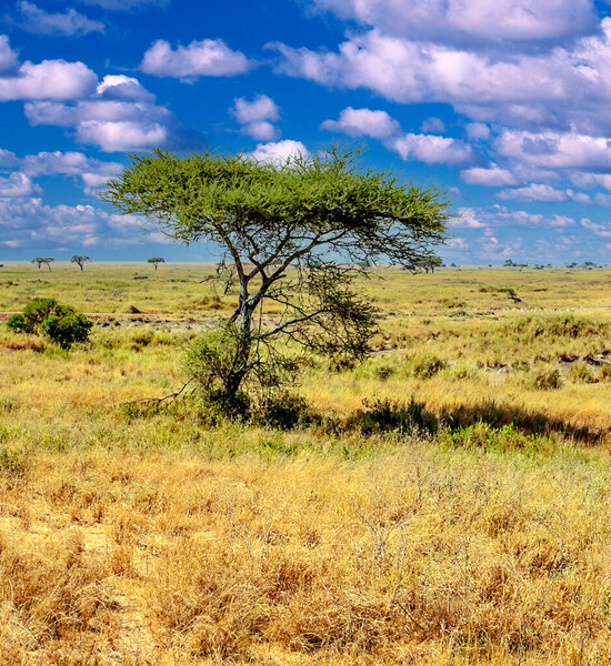 Деревья акации в ландшафте Танзании с облаками в небе