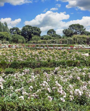 Madrid 'deki Parque del Etiro güneşli bir günde İspanya' nın başkenti