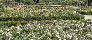 Madrid 'deki Parque del Etiro güneşli bir günde İspanya' nın başkenti