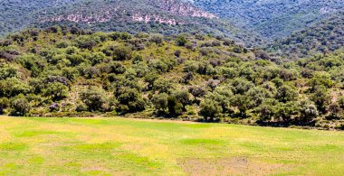 İspanya 'da Endülüs Ormanı güneşli bir günde