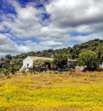 İspanya 'da Endülüs Ormanı güneşli bir günde