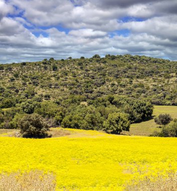 İspanya 'da Endülüs Ormanı güneşli bir günde