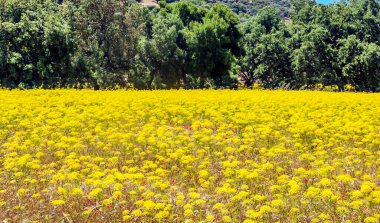 İspanya 'da Endülüs Ormanı güneşli bir günde