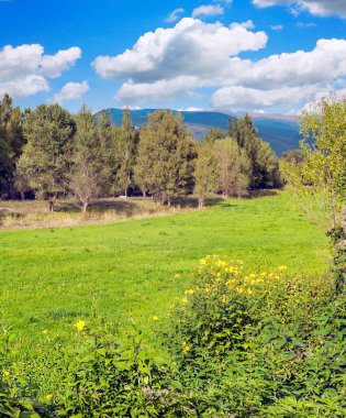 Katalonya Pirene Dağları Ağaçlar ve doğa manzaralı