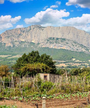 Katalonya Pirene Dağları Ağaçlar ve doğa manzaralı