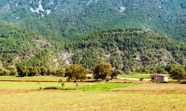 Katalonya Pirene Dağları Ağaçlar ve doğa manzaralı