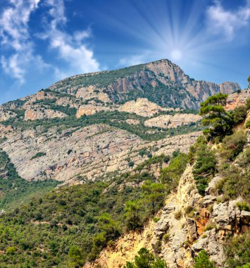 Katalonya Pirene Dağları Ağaçlar ve doğa manzaralı