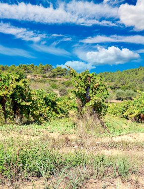 Fransa 'nın güneyindeki vadilerde çayırlar