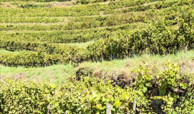 Suuny bir günde vadide Fransız tarımı