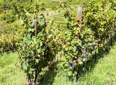 Suuny bir günde vadide Fransız tarımı