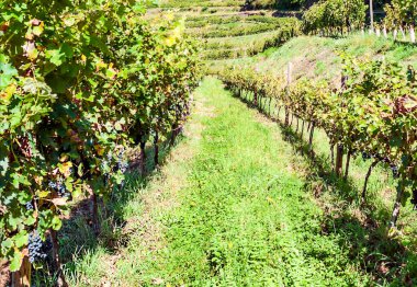 Suuny bir günde vadide Fransız tarımı