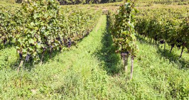 Suuny bir günde vadide Fransız tarımı