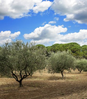 Suuny bir günde vadide Fransız tarımı