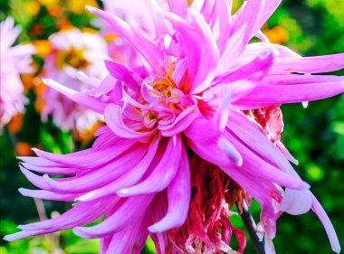 Bulanık arkaplanda pembe çiçek