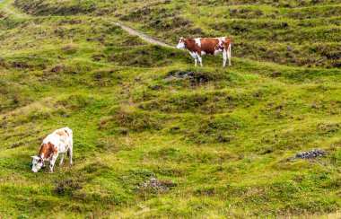 Bulutlu bir günde Avrupa Alplerinde inekler