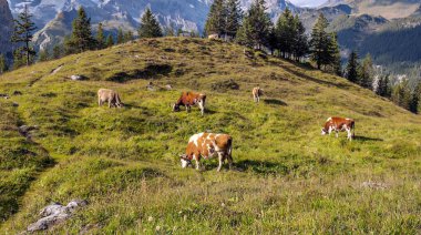 Bulutlu bir günde Avrupa Alplerinde inekler