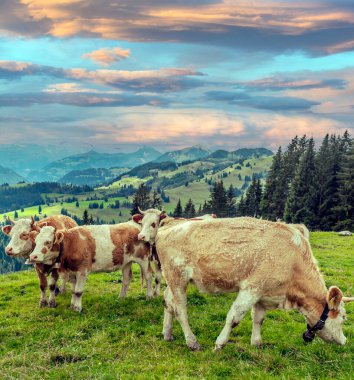 Bulutlu bir günde Avrupa Alplerinde inekler