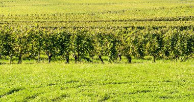 Fransa 'nın kuzeyindeki Alsace' deki üzüm bağları güneşli bir günde