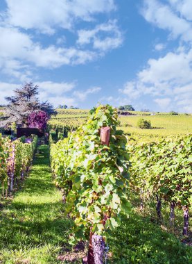 Fransa 'nın kuzeyindeki Alsace' deki üzüm bağları güneşli bir günde
