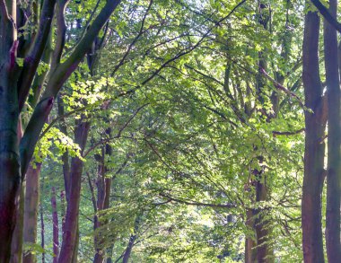 Bulutlu bir günde Hollanda tarlalarında ağaçlar