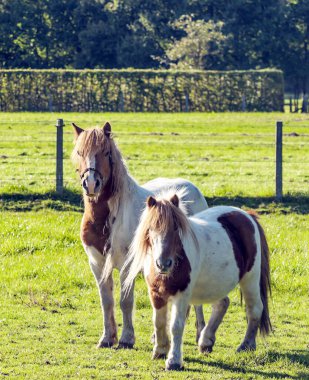 Güneşli bir günde Belçika 'nın tarlalarında at