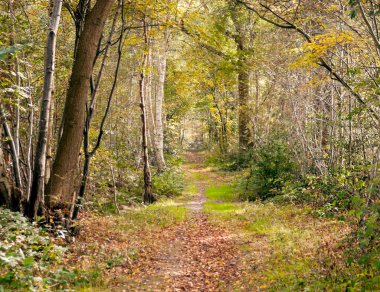 Bulutlu bir günde Hollanda tarlalarında ağaçlar