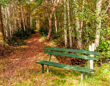Bulutlu bir günde Hollanda tarlalarında ağaçlar